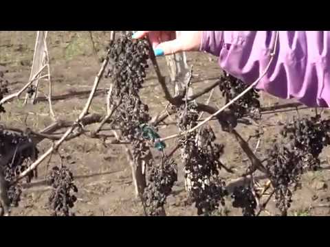 Видео: Не допускайте такого на винограднике. Канал Светлана Красохина, 2020