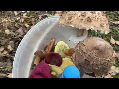 Видео: Ноябрь,грибы. Никто её из леса просто так не выпустит! Даже там где нет 🍄‍🟫 будет искать,и найдет!