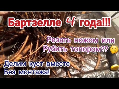 Видео: Деление 4-летнего куста пиона Бартзелла (ИТО- гибрид)