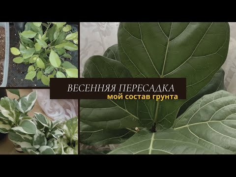 Видео: Релакс пересадка/ Состав грунта/ Сложная пересадка Шизматоглотиса и Фикуса Лирата/  Новинки 🌿
