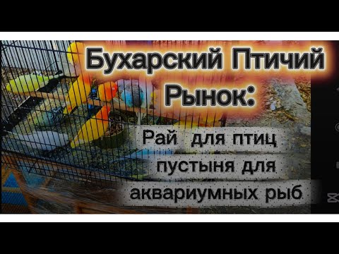 Видео: Обзор Бухарского Птичего Рынка 09.11.2025г