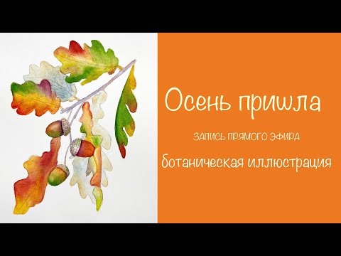Видео: Ботаническая иллюстрация  Осенняя дубовая веточка с желудями  Акварель