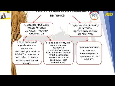 Видео: Лекция 4 - Ферменты пшеничной муки  Влияние ферментов на структурные компоненты муки
