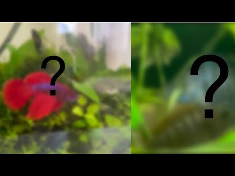 Видео: Я купил новых рыбок для моих аквариумов🐠🐠🐠🐠