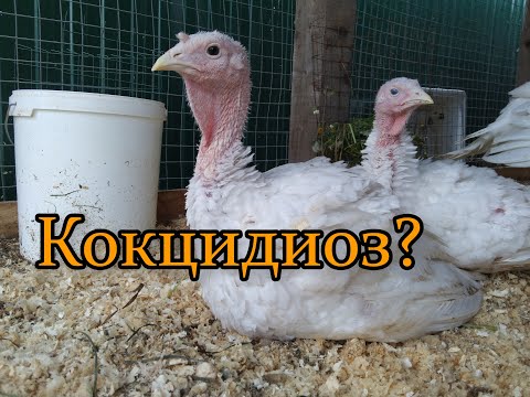 Видео: Индюки Хайбрид Конвертер 2 месяца 2021 год