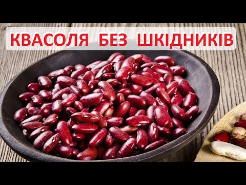 Видео: Щоб в квасолі не заводились жучки - все дуже просто