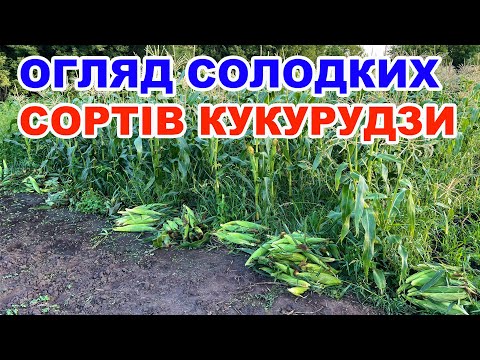 Видео: Вирощування  солодкої кукурудзи  ракель та огляд конкурентів