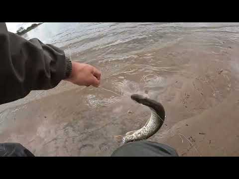 Видео: ЛОВЛЯ ЩУКИ И АУХИ НА РЕЗИНКУ НА АМУРЕ, ИЮНЬ 2023