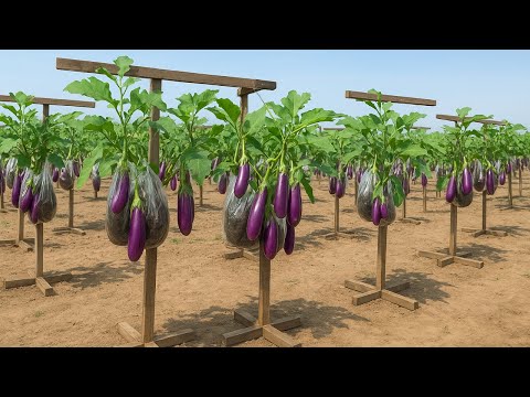 Видео: Не выбрасывайте пластиковые пакеты — этот метод выращивания баклажанов удивит всех!