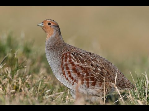 Видео: Удачная Охота на КУРОПАТКУ С БРЕТОНОМ "АЛЬФ".