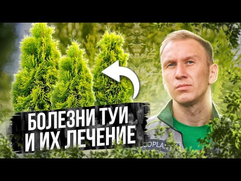 Видео: 5 Болезней Туи и их Лечение🌲  ТУЯ болеет - что делать?