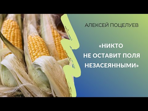 Видео: «Никто не оставит поля незасеянными» | Дилер семян — о селекции пропашных и ситуации на рынке