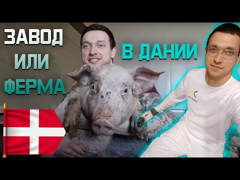 Видео: Где лучше работать, на Заводе или Ферме в Дании?!