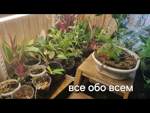 Видео: Все за неделю