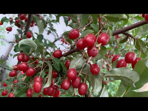 Видео: Гуми или Лох многоцветковый - витамины без хлопот и забот))