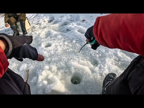 Видео: Я их НАШЁЛ и ВАМ ПОКАЖУ! ВОТ это ОНИ ДАВЯТ! Рыбалка на безмотылку зимой в 2024