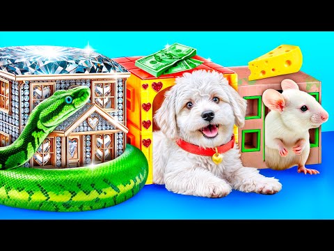 Видео: Строим секретные домики для животных! Бедная vs богатая vs гига богатая!