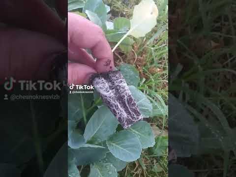 Видео: посадка капусты после картофеля!