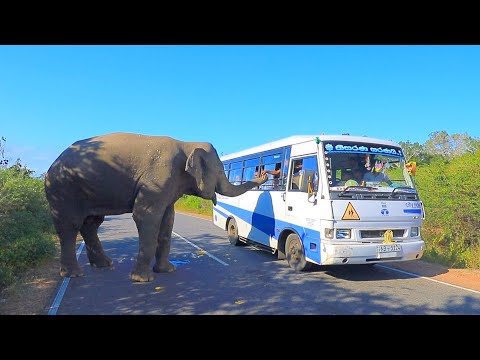 Видео: Шри-Ланка за 10 минут! Достопримечательности Шри Ланки