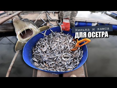 Видео: Килька и Хамса для Осетра