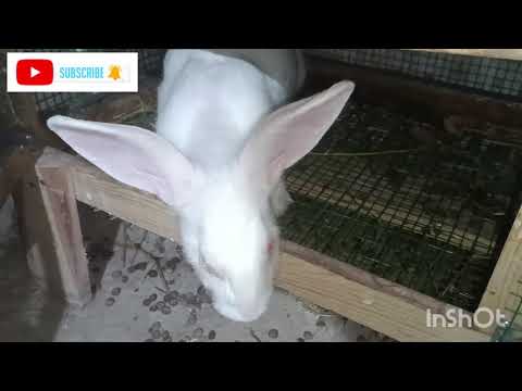 Видео: Маълумот дар бораи харгуши хикол.