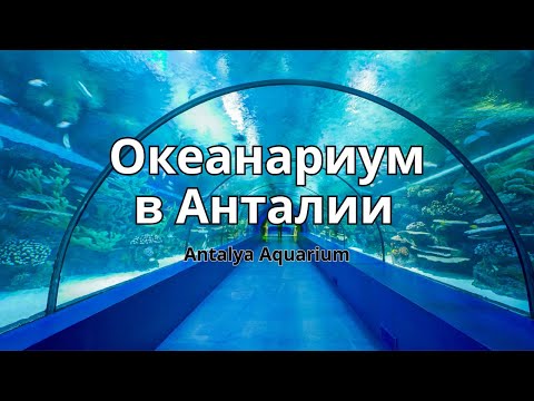 Видео: Океанариум Анталии. Самый большой туннельный аквариум. Анталия Турция #vlog