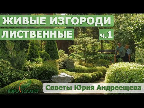 Видео: Лиственные живые изгороди. Выбор, стрижка, посадка, уход, ландшафтный дизайн. Сад в Ленобласти.