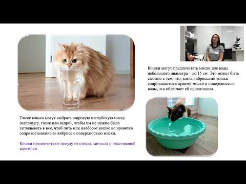Видео: 🐾 Как улучшить питьевой режим у кошки? 🐾