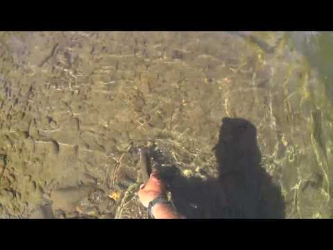 Видео: хариус