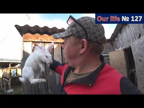 Видео: К нам пришла зима. Отправка кроликов на племя. Итоги забоя второго борова.