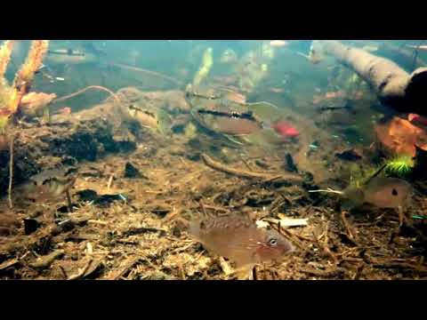 Видео: Биотоп верховья реки Рио-Негро