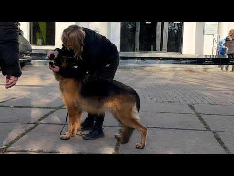 Видео: Камара на племінному огляді собак в м. Кривий Ріг