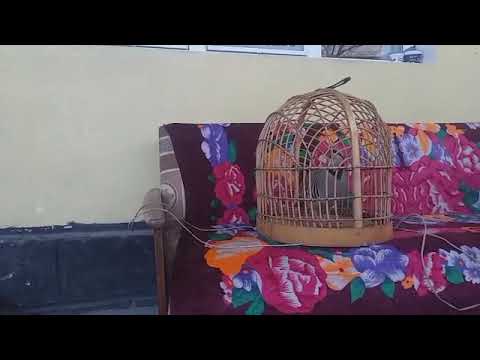 Видео: Кабки Кабодиён 1700 сомонӣ тел: +9922027 47472
