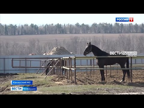 Видео: Наездники Чувашии готовятся к конным бегам на Кубок главы республики