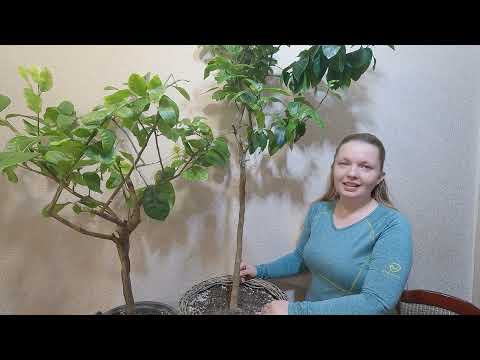 Видео: Дерево сад Часть 2.