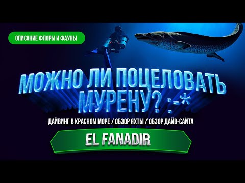 Видео: Можно ли поцеловать мурену?  - Хургада 2023 - El Fanadir - Рыбы и растения Красного моря с описанием