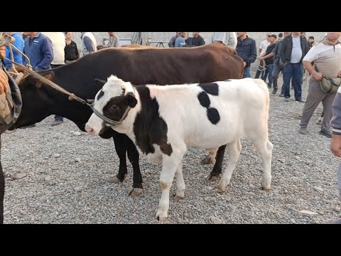 Видео: АНДИЖОН ВИЛОЯТИ БАЛИКЧИ ЧОРВА МОЛ БОЗОРИ ОНА БОЛА СИГИРЛАР НАРХЛАРИ 