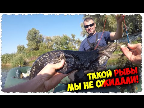 Видео: КРЕМЕНЧУГ | река Псёл | Щука, СОМ , окунь | Рыбалка