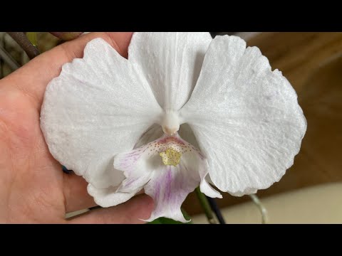 Видео: Цветоносы орхидей 🌱Ажурные растрёпы 👩‍🦱 И компания 🌸🌺 Сорта в описании 👇