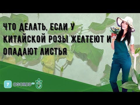 Видео: Что делать, если у китайской розы желтеют и опадают листья