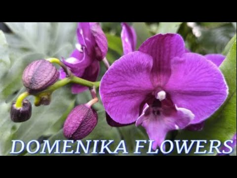 Видео: №1125/ СВЕЖАЯ поставка ОРХИДЕЙ в с/ц DOMENIKA FLOWERS