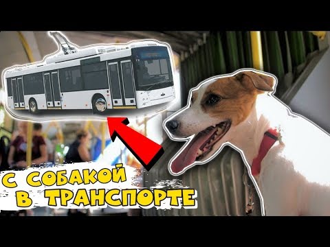 Видео: ЕДУ С СОБАКОЙ В ОБЩЕСТВЕННОМ ТРАНСПОРТЕ | ПРАВИЛА ПЕРЕВОЗКИ СОБАК В ГОРОДСКОМ ТРАНСПОРТЕ