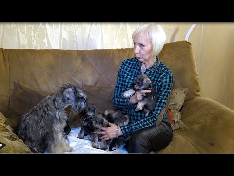 Видео: Щенки цвергшнауцера. Заводчик Инна Чернявская.