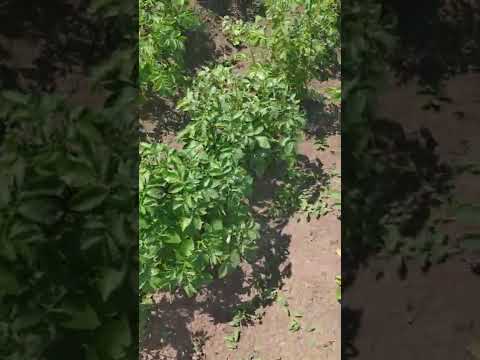 Видео: Люди-Паразиты