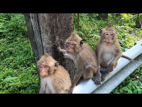 Видео: Ко Чанг 2025 Что то изменилось на острове за год