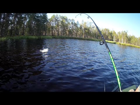 Видео: Рыбалка на лесных озёрах. Вытегорский район.