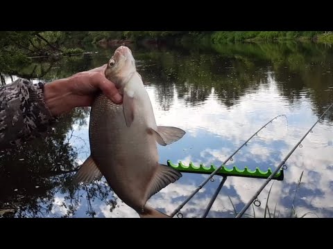 Видео: Лещ на новом месте    р Клязьма