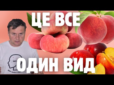 Видео: Персики, нектарини та інжирні персики. Історія одомашнення та генетична різниця цих фруктів