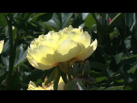 Видео: Изучаем особенности жёлтых пионов