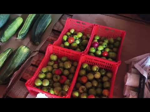 Видео: 24-24 июля собираем ягоды, залили фундамент под качель.